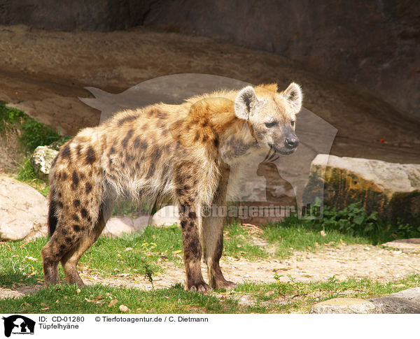 Tpfelhyne / spotted hyena / CD-01280