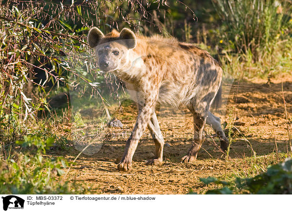 Tpfelhyne / spotted hyena / MBS-03372