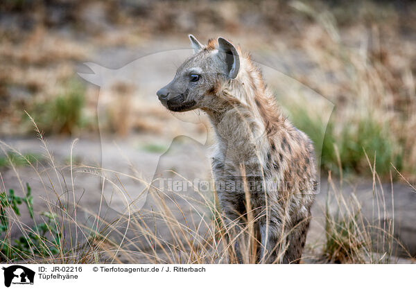 Tpfelhyne / spotted hyena / JR-02216