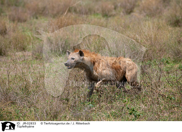 Tpfelhyne / spotted hyena / JR-02833