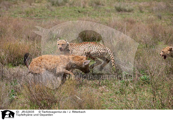 Tpfelhyne und Geparden / spotted hyena and cheetahs / JR-02835