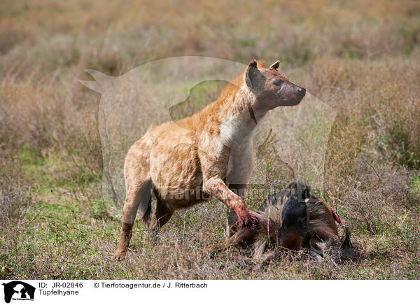 Tpfelhyne / spotted hyena / JR-02846