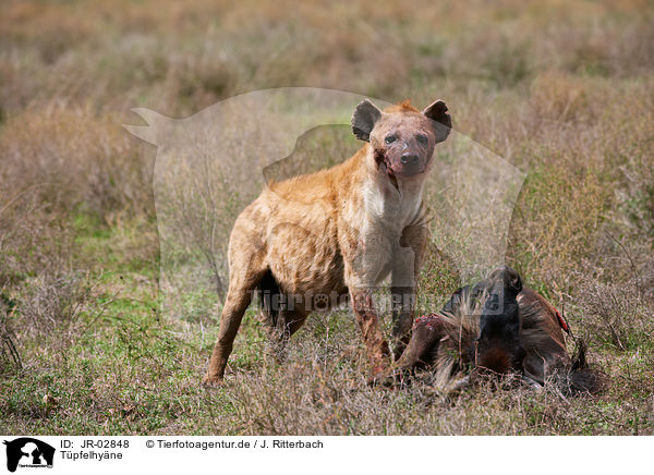 Tpfelhyne / spotted hyena / JR-02848