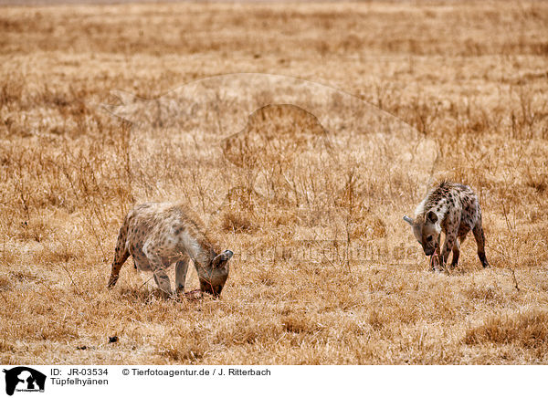 Tpfelhynen / spotted hyenas / JR-03534