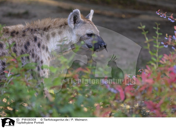 Tpfelhyne Portrait / Spotted Hyena portrait / PW-08309