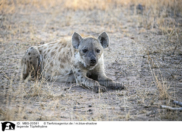 liegende Tpfelhyne / lying Spotted Hyena / MBS-20581