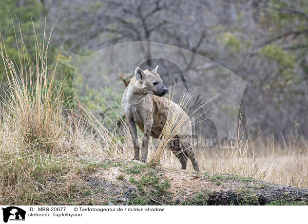 stehende Tpfelhyne / standing Spotted Hyena / MBS-20677