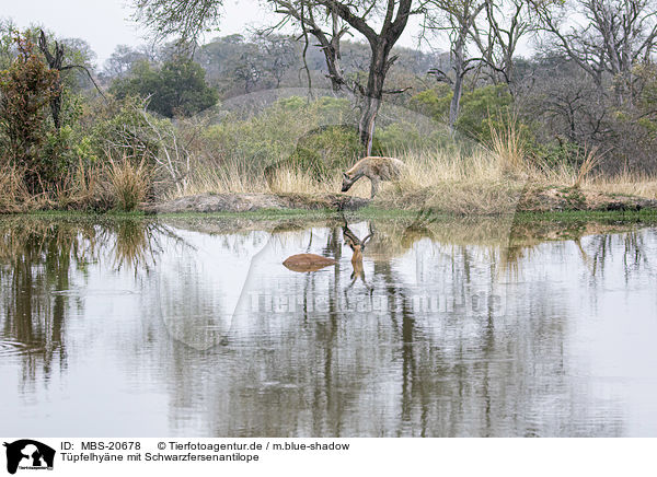 Tpfelhyne mit Schwarzfersenantilope / Spotted Hyena with Impala / MBS-20678