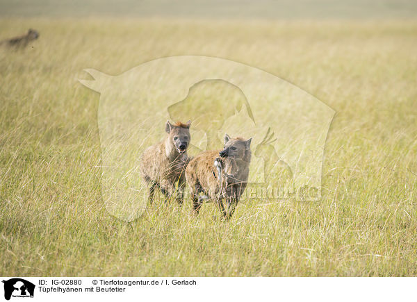 Tpfelhynen mit Beutetier / Spotted Hyenas with prey / IG-02880