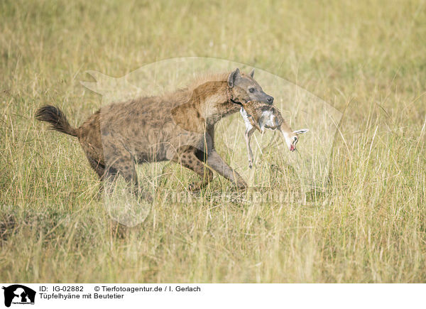 Tpfelhyne mit Beutetier / Spotted Hyena with prey / IG-02882