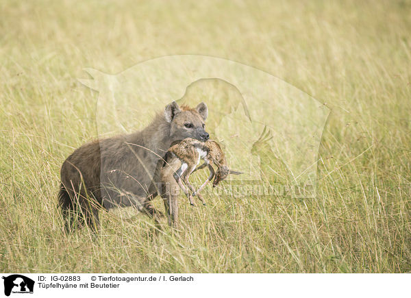 Tpfelhyne mit Beutetier / Spotted Hyena with prey / IG-02883