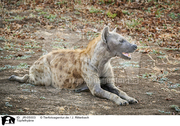 Tpfelhyne / spotted hyena / JR-05003