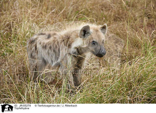 Tpfelhyne / spotted hyena / JR-05278