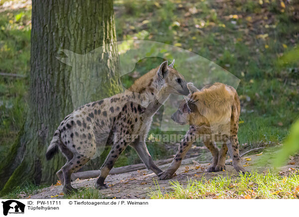 Tpfelhynen / spotted hyenas / PW-11711