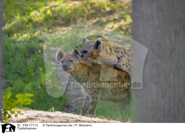 Tpfelhynen / spotted hyenas / PW-11713