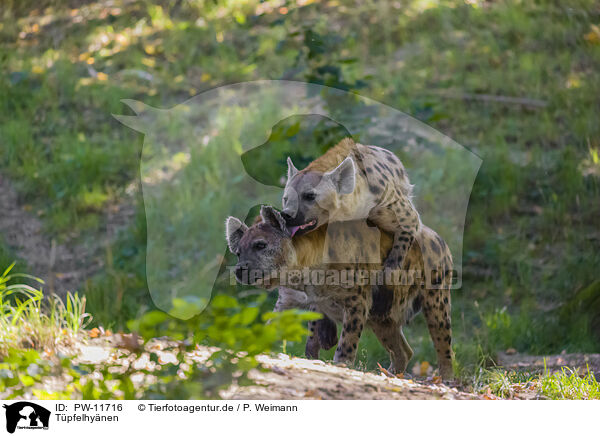 Tpfelhynen / spotted hyenas / PW-11716