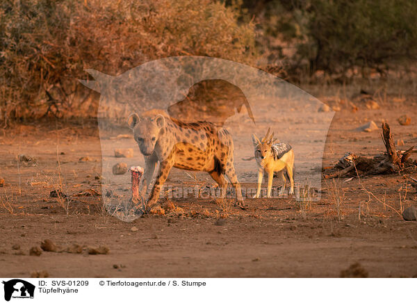 Tpfelhyne / spotted hyena / SVS-01209