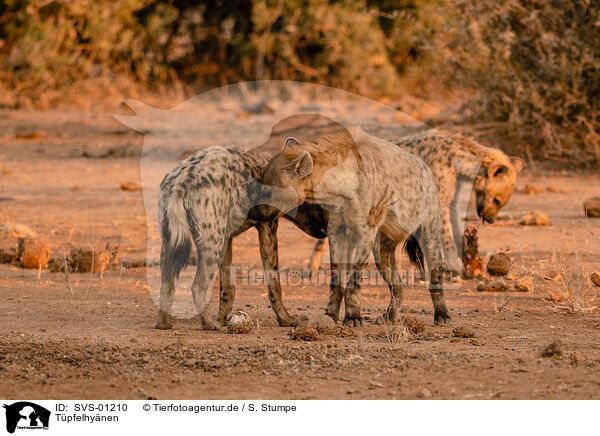 Tpfelhynen / spotted hyenas / SVS-01210