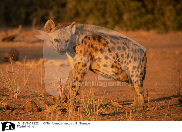 Tpfelhyne / spotted hyena / SVS-01222