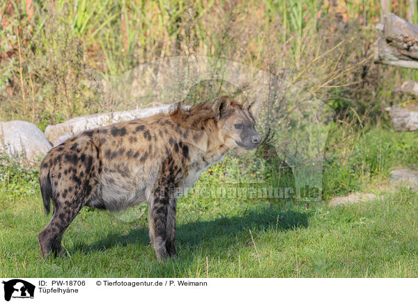 Tpfelhyne / spotted hyena / PW-18706