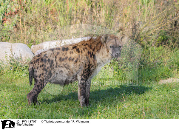 Tpfelhyne / spotted hyena / PW-18707