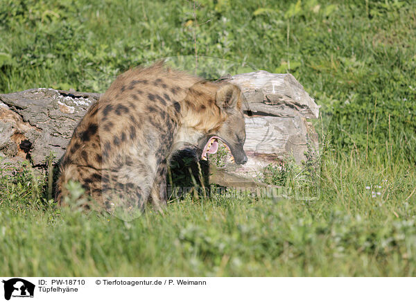 Tpfelhyne / spotted hyena / PW-18710