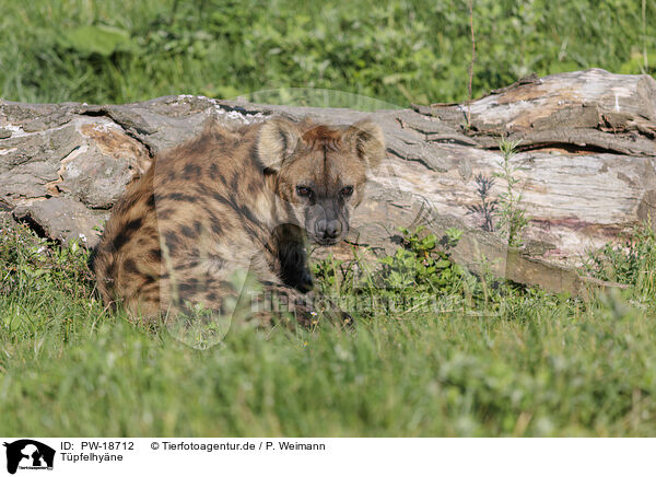 T�pfelhy�ne / spotted hyena / PW-18712