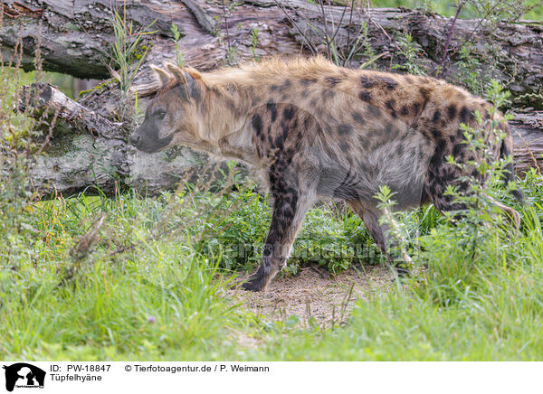 Tpfelhyne / spotted hyena / PW-18847