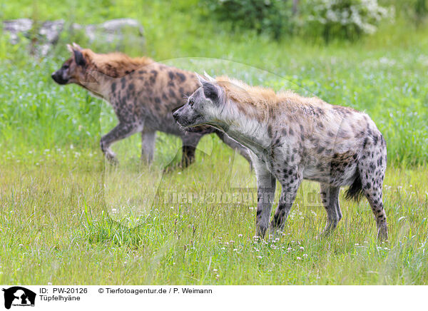 Tpfelhyne / spotted Crocuta / PW-20126