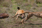 Tpfelhyne und Gepard
