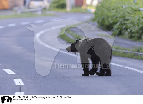 Ussuri-Braunbr / FF-13909