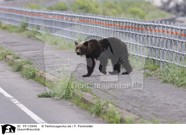 Ussuri-Braunbr / Ussuri brown bear / FF-13949