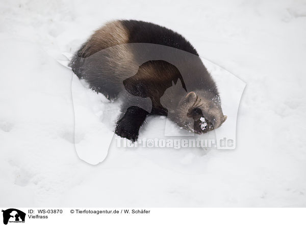 Vielfrass / wolverine / WS-03870