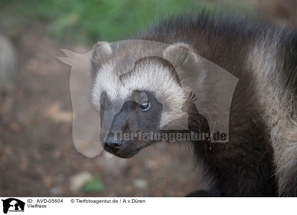 Vielfrass / wolverine / AVD-05604
