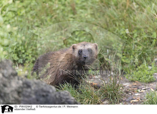 sitzender Vielfra / sitting wolverine / PW-02942