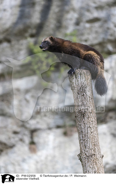 sitzender Vielfra / sitting wolverine / PW-02958