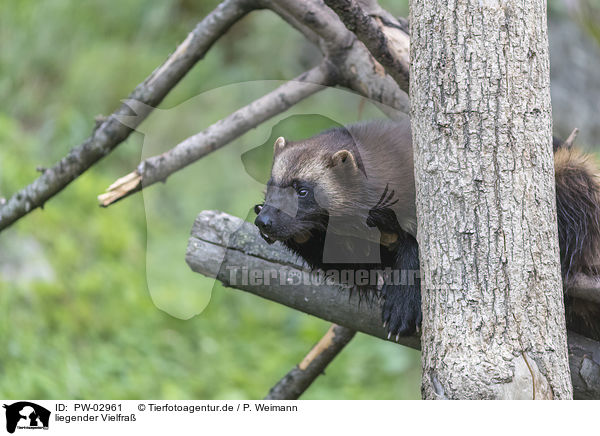 liegender Vielfra / lying wolverine / PW-02961