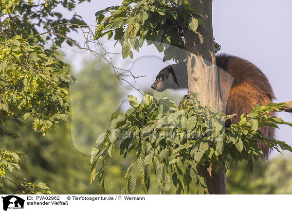 stehender Vielfra / standing wolverine / PW-02962