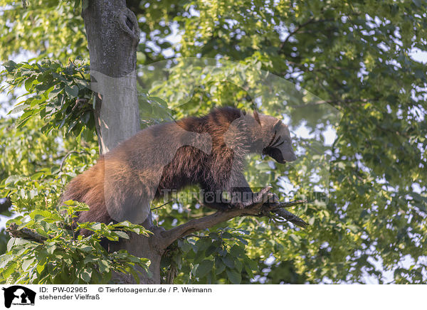 stehender Vielfra / standing wolverine / PW-02965