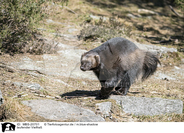laufender Vielfra / walking Wolverine / MBS-20701
