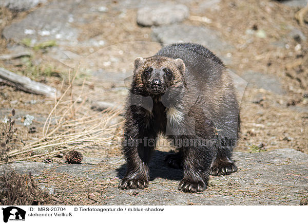 stehender Vielfra / standing Wolverine / MBS-20704