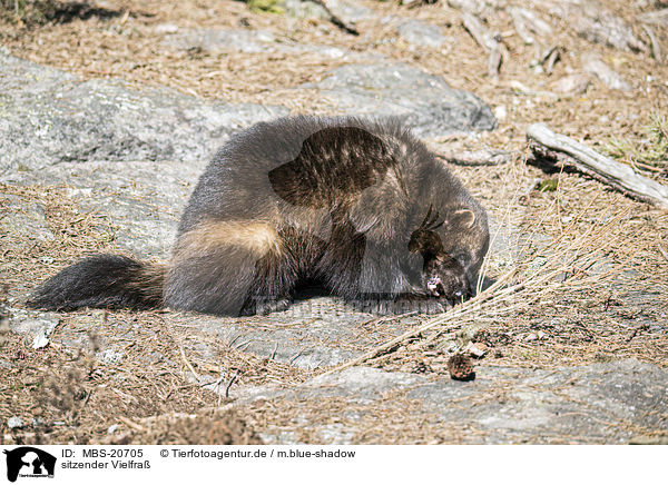 sitzender Vielfra / sitting Wolverine / MBS-20705