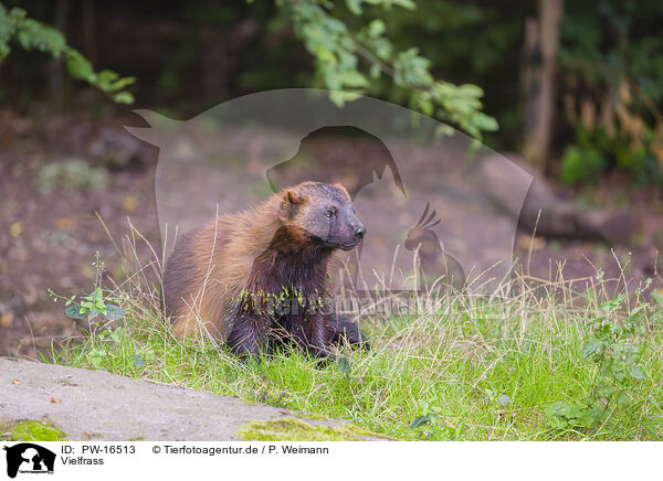 Vielfrass / wolverine / PW-16513