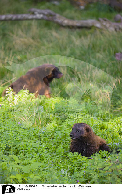 Vielfrasse / wolverines / PW-16541
