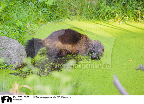 Vielfrass / wolverine / PW-16555