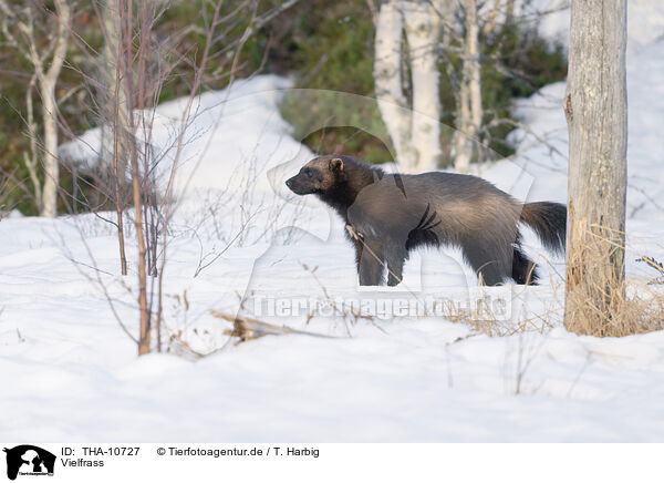 Vielfrass / wolverine / THA-10727