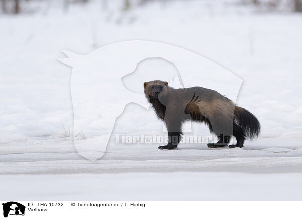 Vielfrass / wolverine / THA-10732