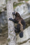 Vielfra klettert auf Baum