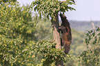 Vielfra klettert auf Baum