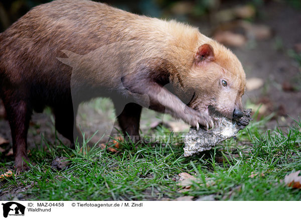 Waldhund / MAZ-04458